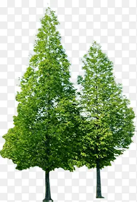 园林绿化环保树木