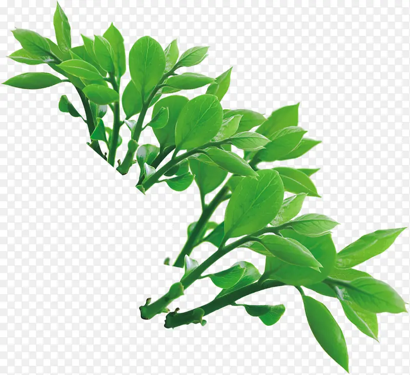 春天园林植物树叶PNG图片素材下载_图片编号yemrpkdn-免抠素材网