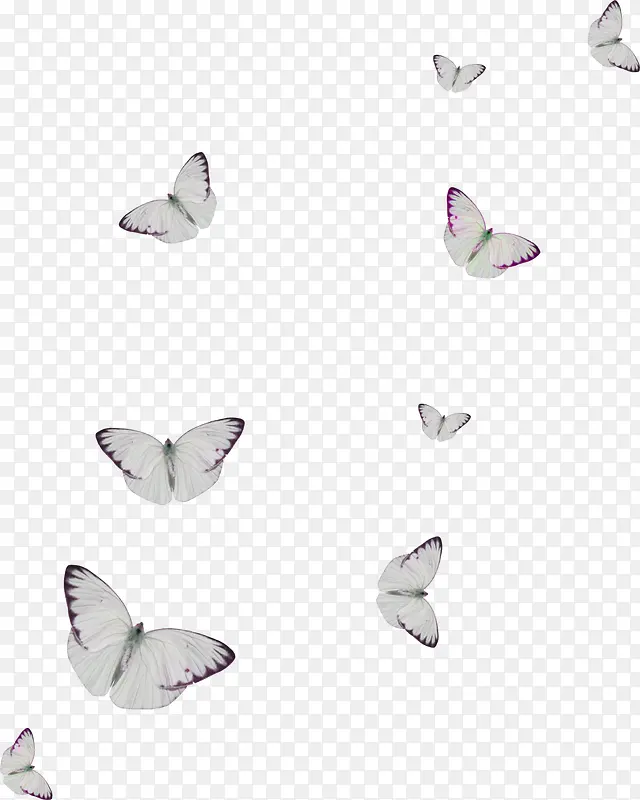 白色蝴蝶飞舞图片