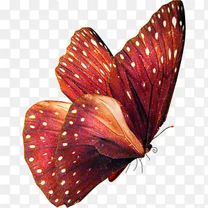 蝴蝶红色图片