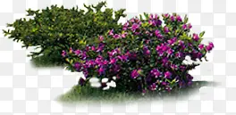 紫色小花绿化装饰