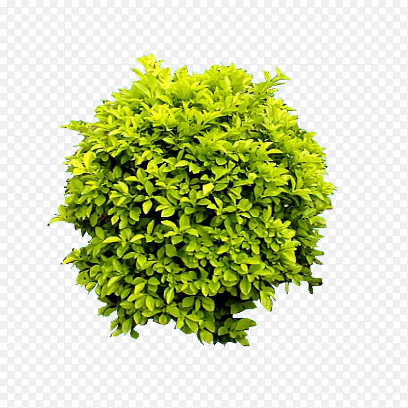 绿植黄金榕