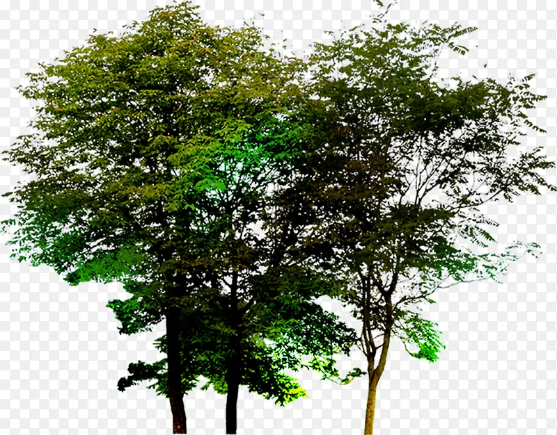 园林环境美景树木