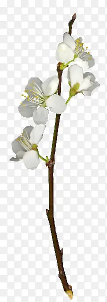 白色梅花枝