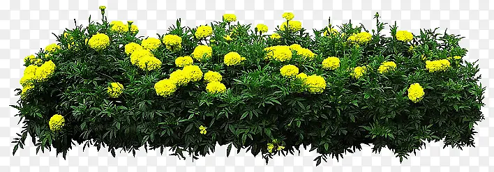 黄色花卉 园林设计