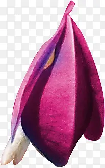 紫花
