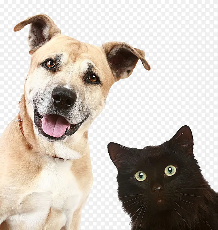 狗和猫图片