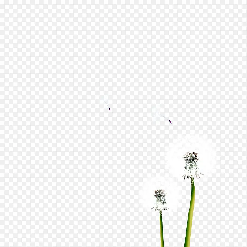 蒲公英