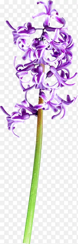 紫花