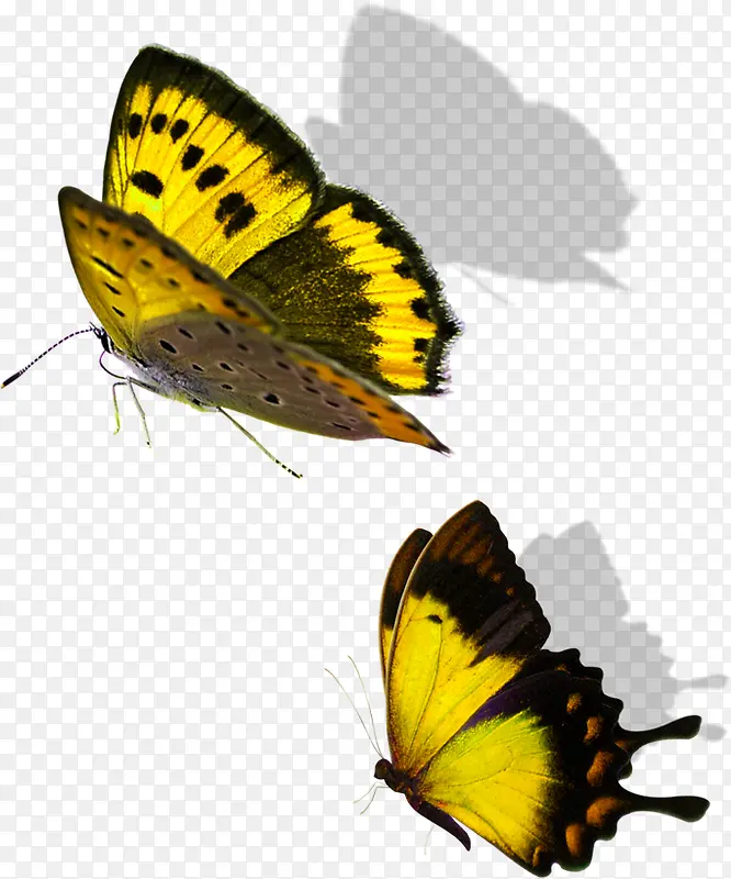 在花园翩翩起舞的黄色蝴蝶