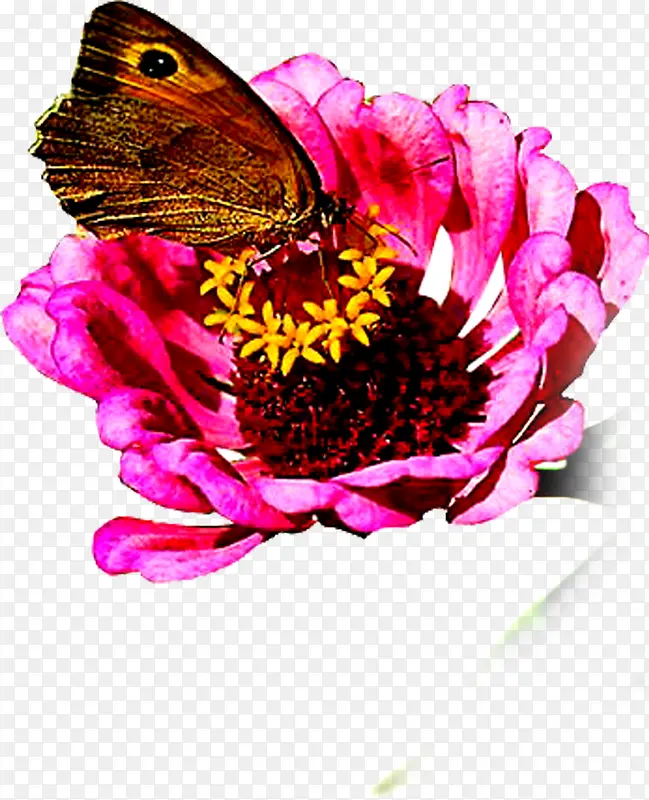合成创意效果红色的花卉蝴蝶
