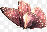 高清摄影红色的花蝴蝶