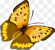 黄色花纹设计蝴蝶