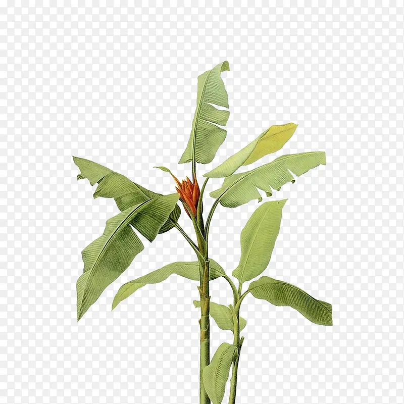 植物手绘