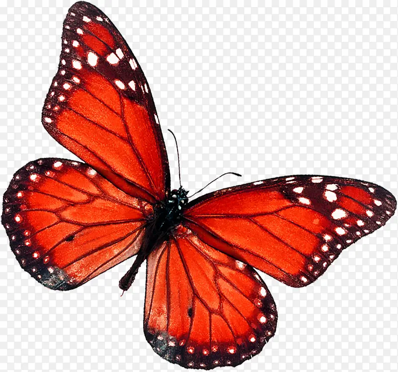 红色蝴蝶创意花纹装饰