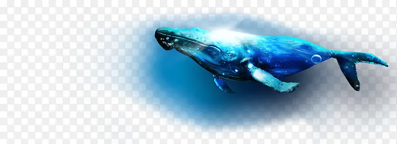 精美扣图 海洋生物 鲸png素材