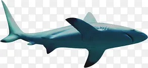 海洋鲨鱼图片素材