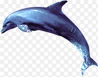 海豚海洋素材