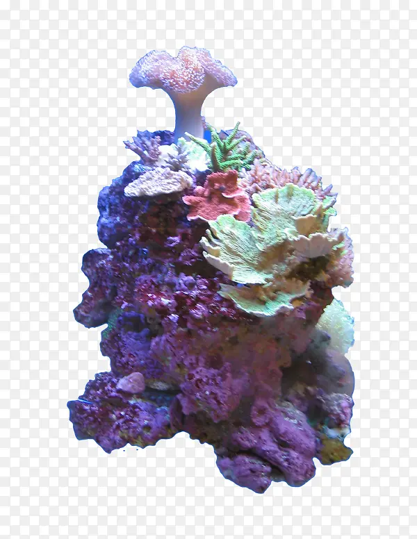彩色珊瑚礁素材