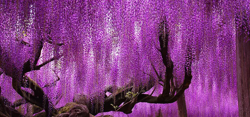 紫色树木背景
