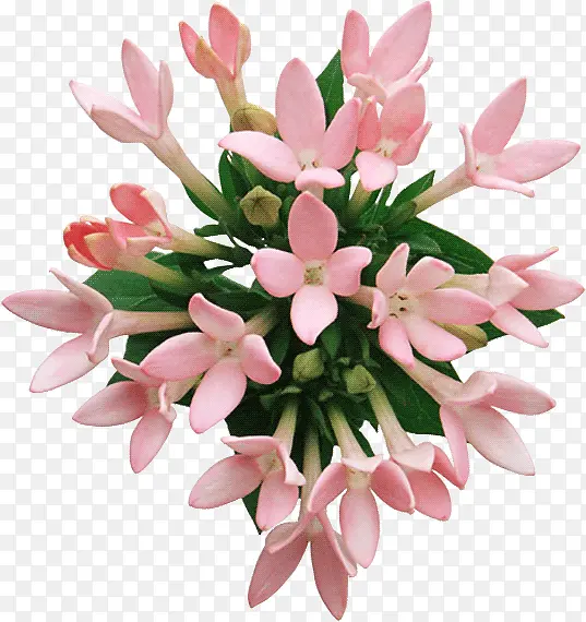 高清创意粉红色的花卉植物