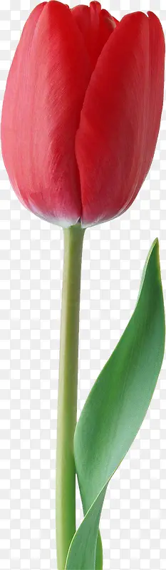 鲜花