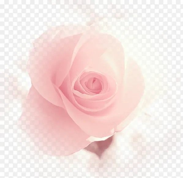 玫瑰花情人节