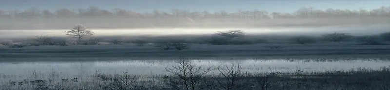 深色湿地装饰图案