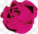 粉色玫瑰护肤宣传彩页
