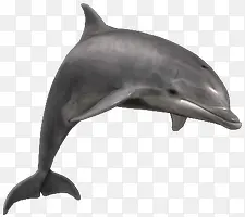 灰色弯曲的海豚素材