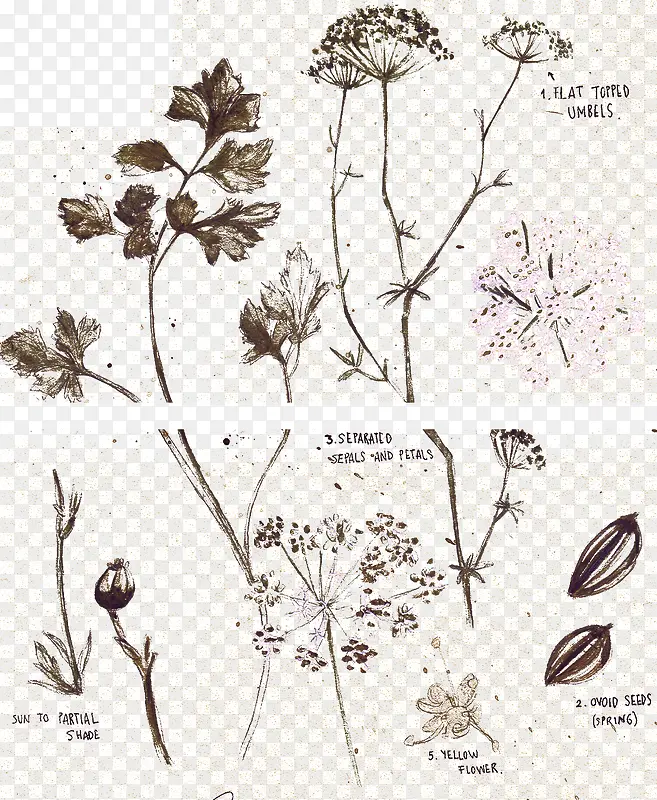 复古手绘植物本草图案
