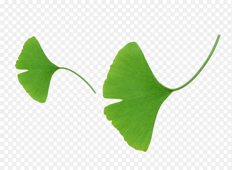 植物叶子绿色银杏叶