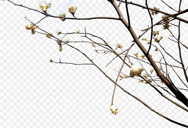 高清摄影创意白色的梨花树木