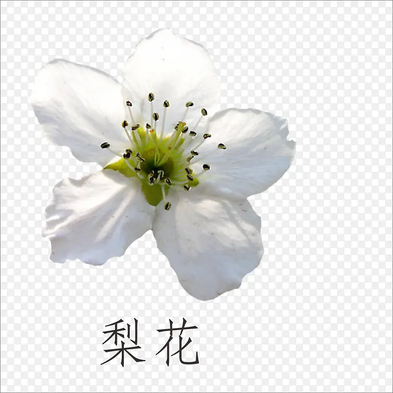 梨花PNG图片素材下载_图片编号yonazawp-免抠素材网
