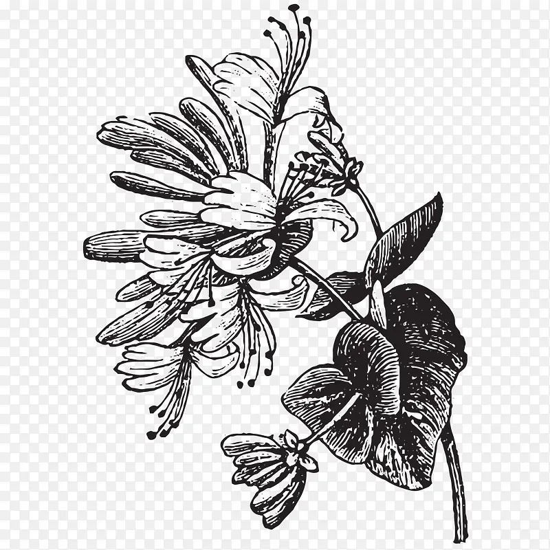 植物素描