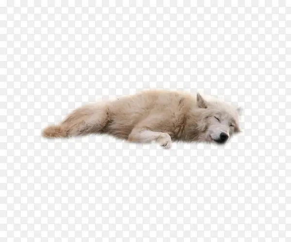 白色睡觉可爱狗