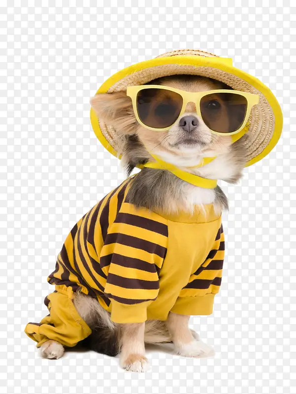 可爱的泰迪犬