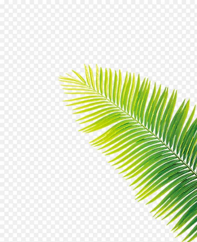 绿色植被元素插图