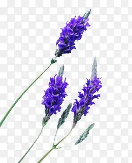 薰衣草