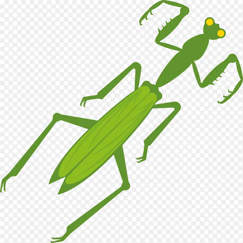 一只绿色动物螳螂