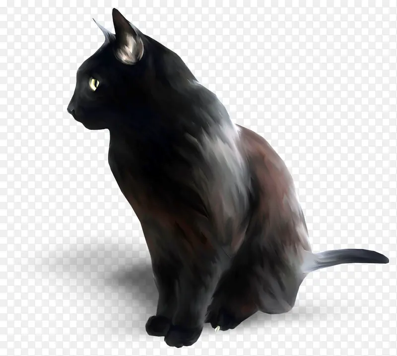 一只黑猫