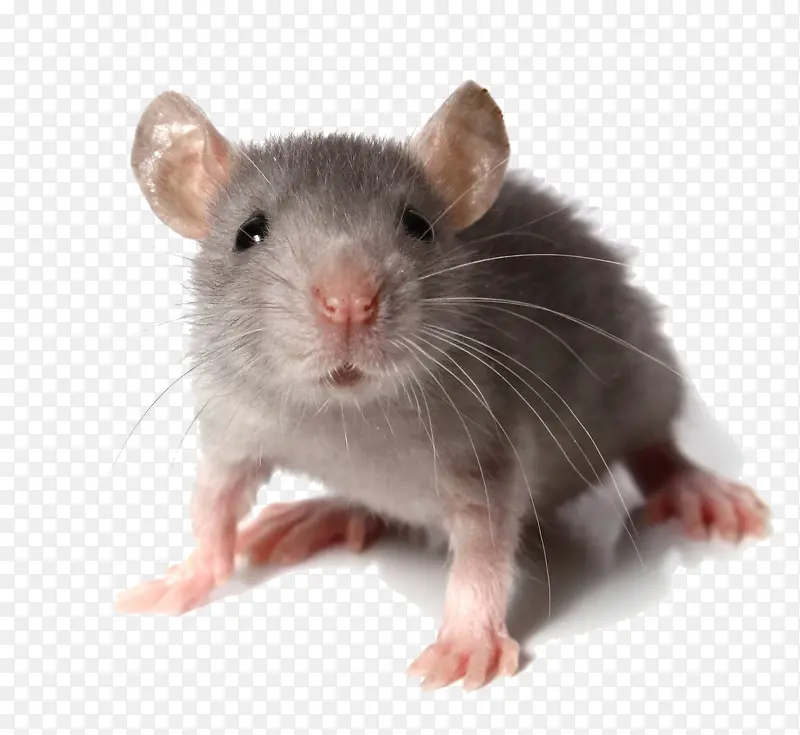 一只小老 鼠