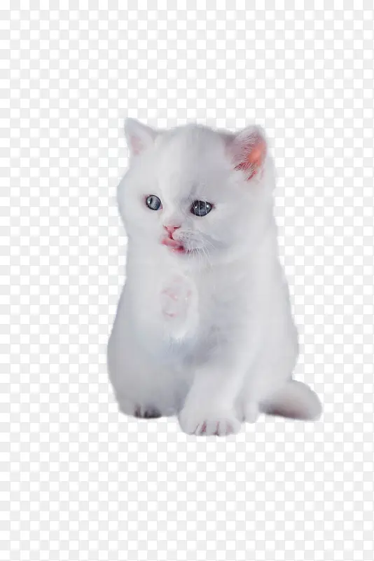 一只白色小奶猫