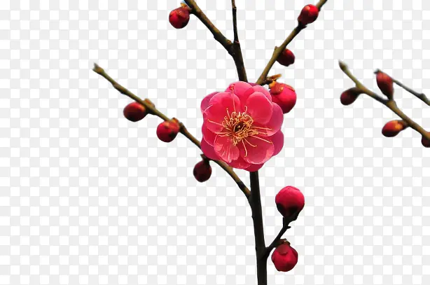 梅花冬天红色
