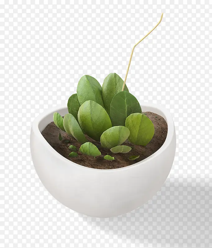 一盆绿色植物白色花盆