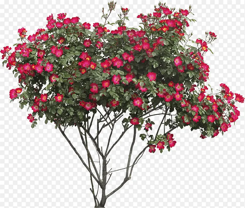 红色花朵树枝元素