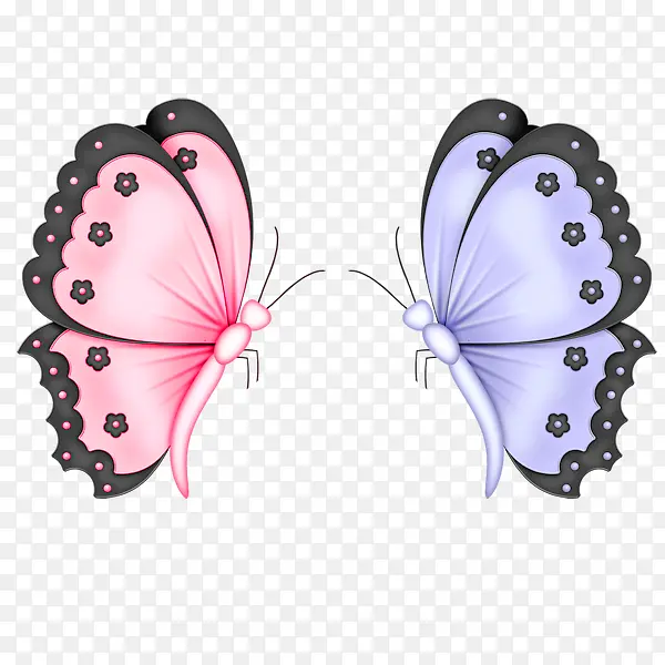 两只不同颜色的蝴蝶