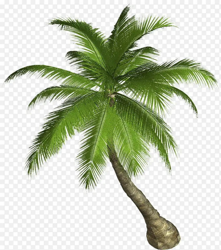 一颗单独的棕榈树