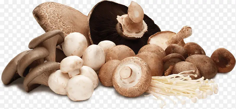 一堆蘑菇图片