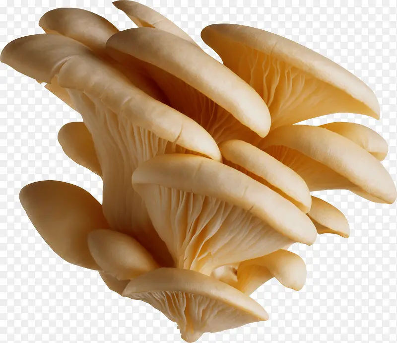 一朵蘑菇元素